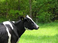 dutch-cow-1571761