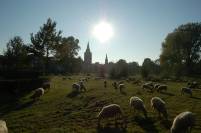 sheep-in-park-in-winterswijk-1225443